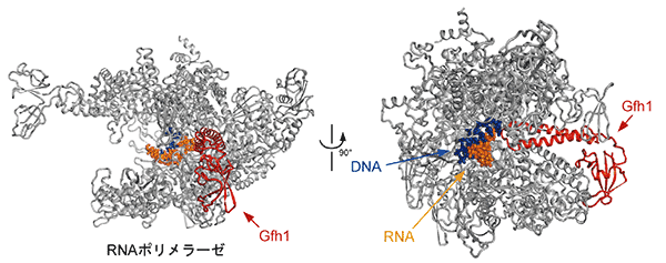 図2　RNAポリメラーゼとGfh1の複合体の立体構造