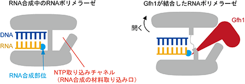 図3　Gfh1がRNAポリメラーゼを阻害するメカニズム