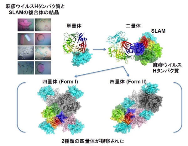 麻疹ウイルスHタンパク質とSLAMの複合体の結晶