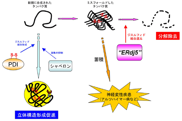 図1　細胞におけるタンパク質品質管理の仕組み