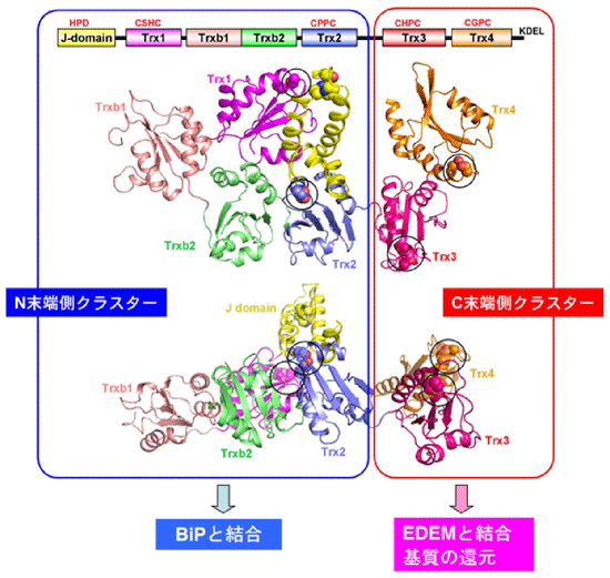 図2　ERdj5の結晶構造と各クラスターの機能分担