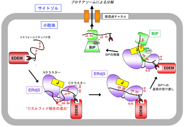 図3　ERdj5が促進する小胞体関連分解機構