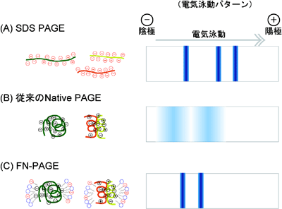 図1　各種の電気泳動法の模式図