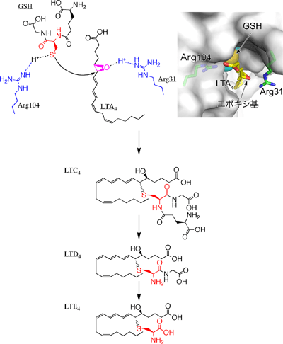 図2　Cys-LTの産生