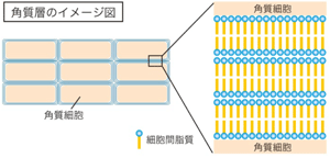 角質層のイメージ図