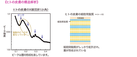 ヒトの皮膚の構造解析