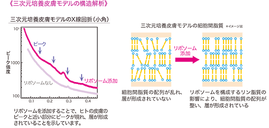 三次元培養皮膚モデルの構造解析