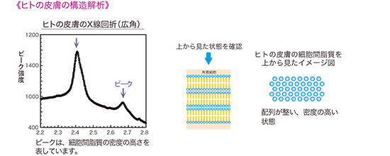 ヒトの皮膚の構造解析