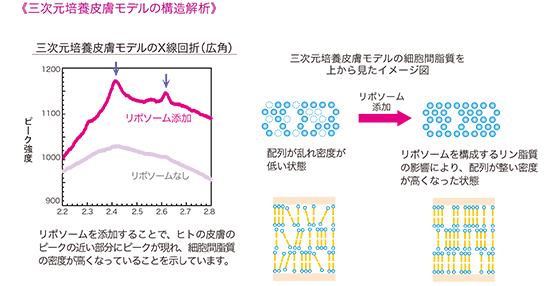 三次元培養皮膚モデルの構造解析