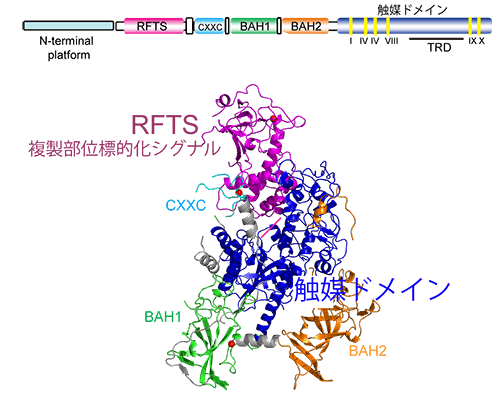 図1　マウス由来Dnmt1の結晶構造（2.75A）