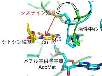 図2　触媒中心のシステイン残基と基質シトシン塩基の位置関係