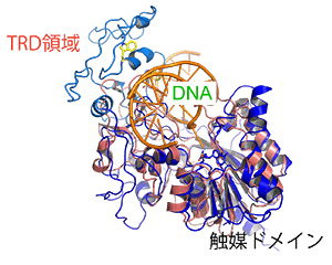 図3　触媒ドメインとDNAとの複合体モデル