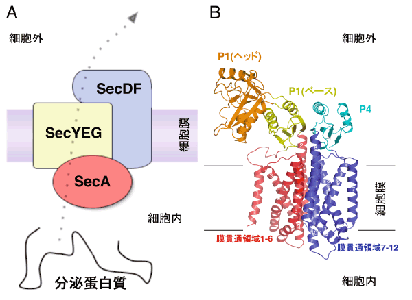 図１：蛋白質の膜透過とSecDFの詳細構造