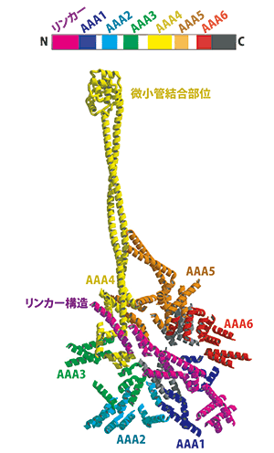 図1：細胞質ダイニンの全体構造