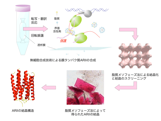 図1 ARIIの無細胞合成から結晶構造解析までの流れ