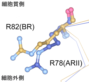 図2　ARIIとバクテリオロドプシン（BR）のプロトン輸送に関わる部位の比較