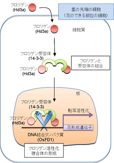 図1 フロリゲンが茎の先端の細胞において受容体に結合し、花を咲かせるしくみ。