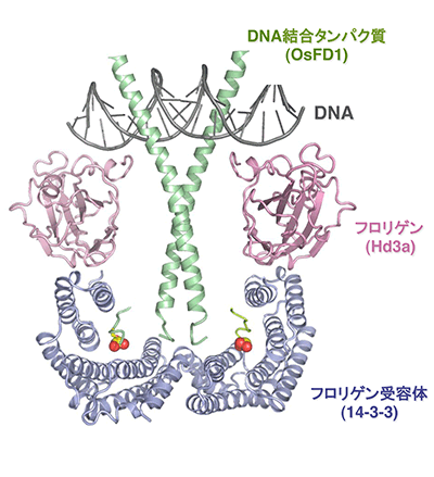 図2 フロリゲン活性化複合体の立体構造モデル。