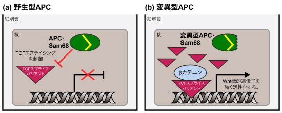 図１．Wntシグナル伝達におけるAPC・Sam68複合体の役割