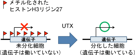 図1  UTXは遺伝子をオフ状態からオン状態にする