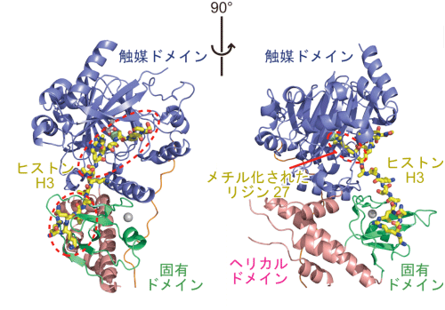 図2  UTXとヒストンH3が結合した立体構造