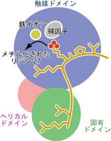 図3  UTXとヒストンH3との結合の模式図