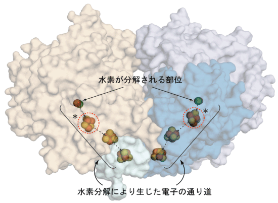 図１．膜結合型ヒドロゲナーゼの全体図