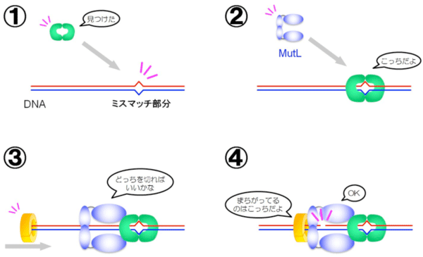 図2：ミスマッチ修復系におけるMutLの働き