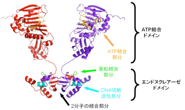 図3：MutLの分子構造モデル