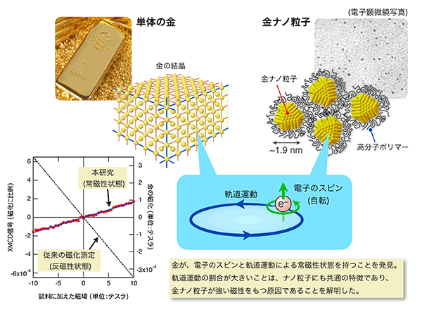 図1：本研究成果の概要