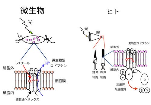 図1