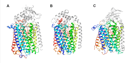図1：呼吸酵素の全体構造の比較