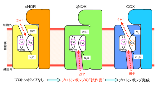 図2：プロトンの通り道の比較