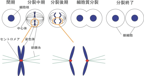 図1：細胞分裂と分裂期における染色体の挙動