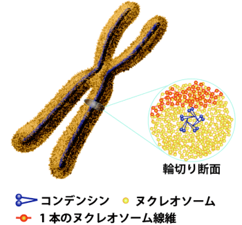 図1