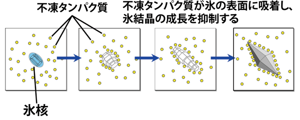 不凍タンパク質が氷結晶の成長を抑制する様子の模式図