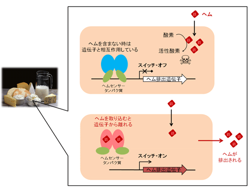 図1. 乳酸菌における細胞内ヘム濃度の制御メカニズム