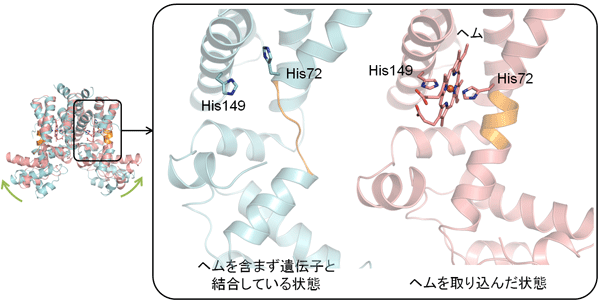 図2. ヘム結合の有無による立体構造の違い