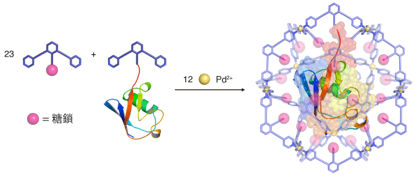 図2　たんぱく質を丸ごと閉じ込めた球状物質の合成方法
