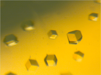 図4　単結晶構造解析に用いた単結晶の顕微鏡写真