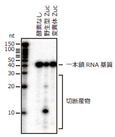 図2　ZucのRNA切断活性