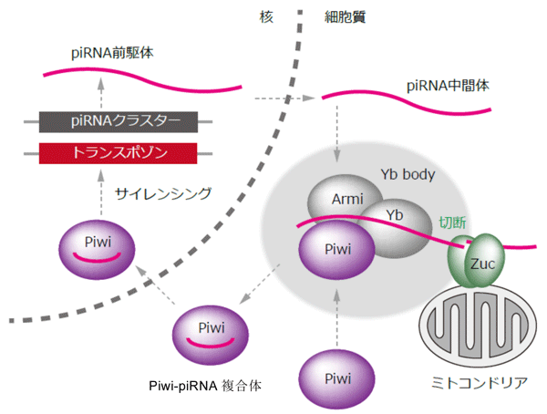 図3　piRNA産生モデル