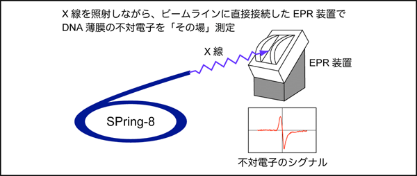 図1　SPring-8に設置したEPR装置でDNA薄膜の不対電子を「その場」測定