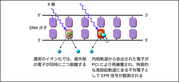 図3　DNA中の特定元素（図では窒素原子）のK殻へのX線吸収過程