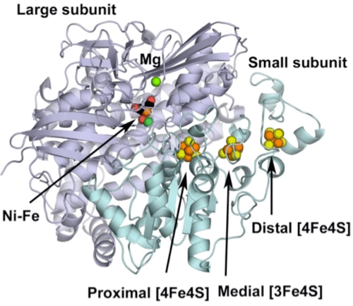 図1	ヒドロゲナーゼの分子構造。