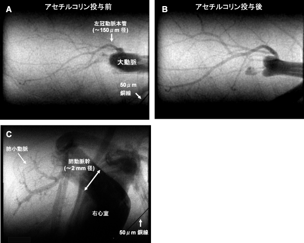 図1　麻酔下のマウス（心拍数～500拍/分）で可視化した冠動脈（A,B）と右心室から肺動脈（C）。