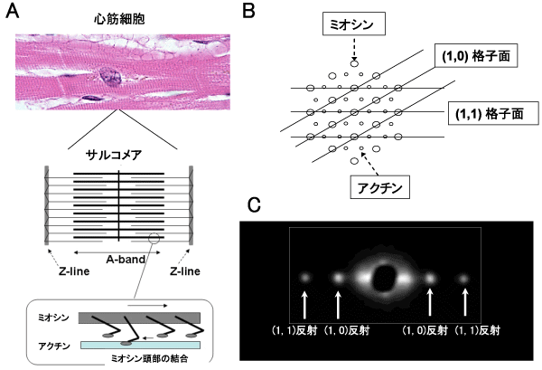 図3　心筋収縮タンパク質分子の六角格子状配列とそのＸ線回折像