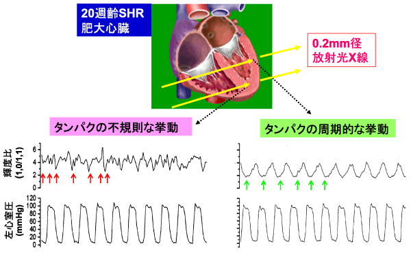 図4　自然発症高血圧ラット（SHR）の肥大心臓から10心拍に渡って記録した輝度比と左心室圧の変化