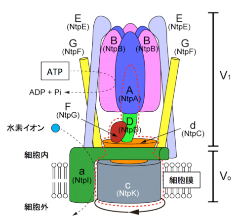 図-1 V型ATPaseの構造モデル