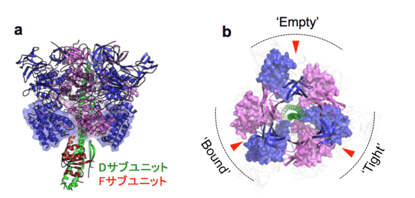 図-3 V1-ATPase（A3B3DF複合体）のX線結晶構造